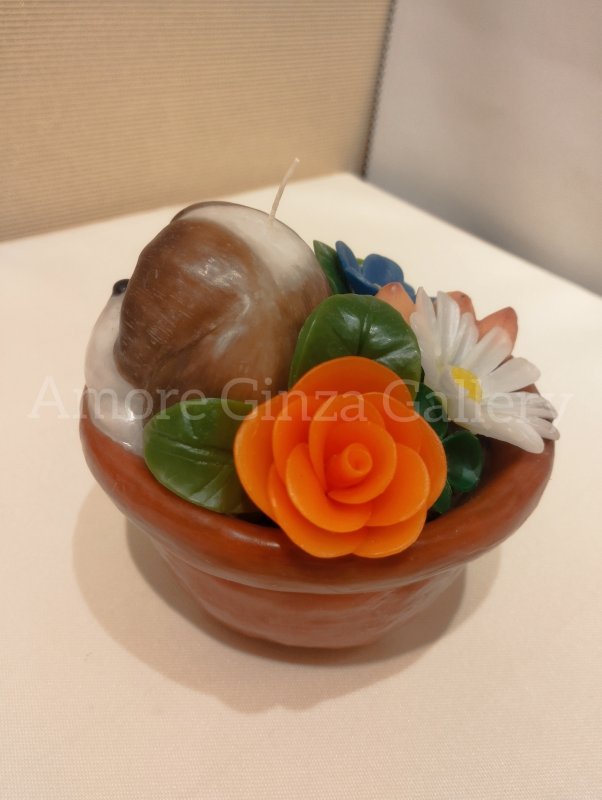 画像3: わんちゃんと陽だまりのポットガーデン（シーズー） (3)