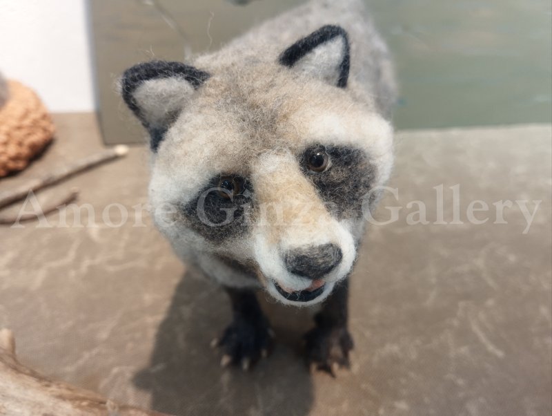 画像2: コタロウ (2)