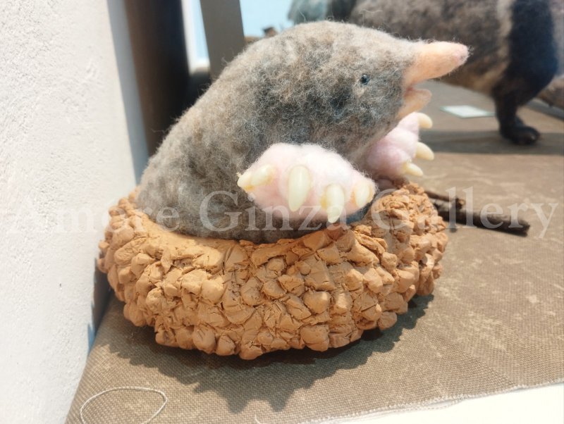 画像2: コウベモグラ（ヨネ） (2)